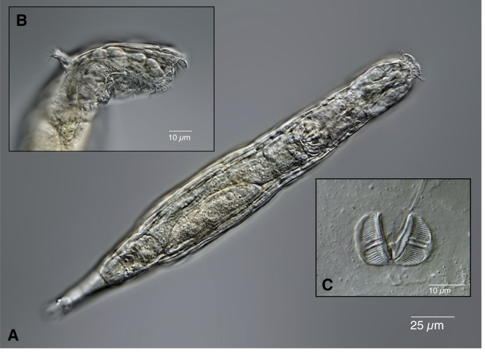 Tin vui bất ngờ: Các nhà khoa học hồi sinh thành công sinh vật 24.000 năm tuổi từ băng vĩnh cửu - Ảnh 2.