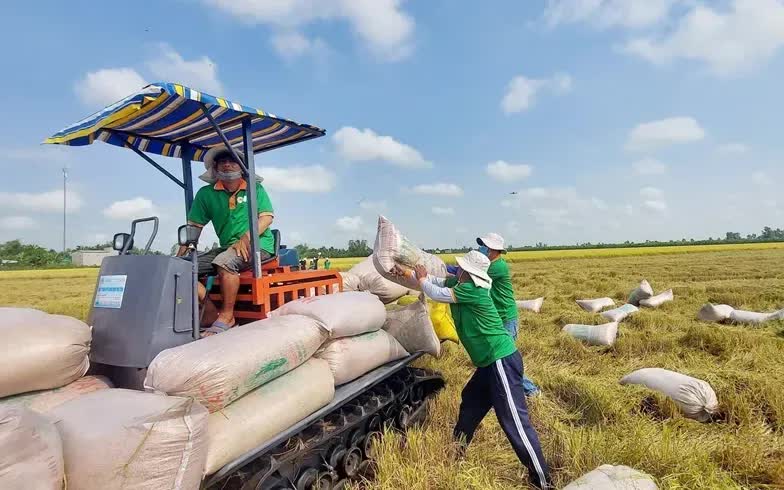 Giá lúa gạo tăng mạnh - Ảnh 1.