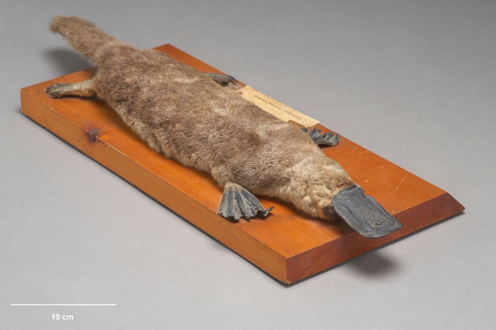 Loài vật khó hiểu nhất thế giới- Ảnh 1.