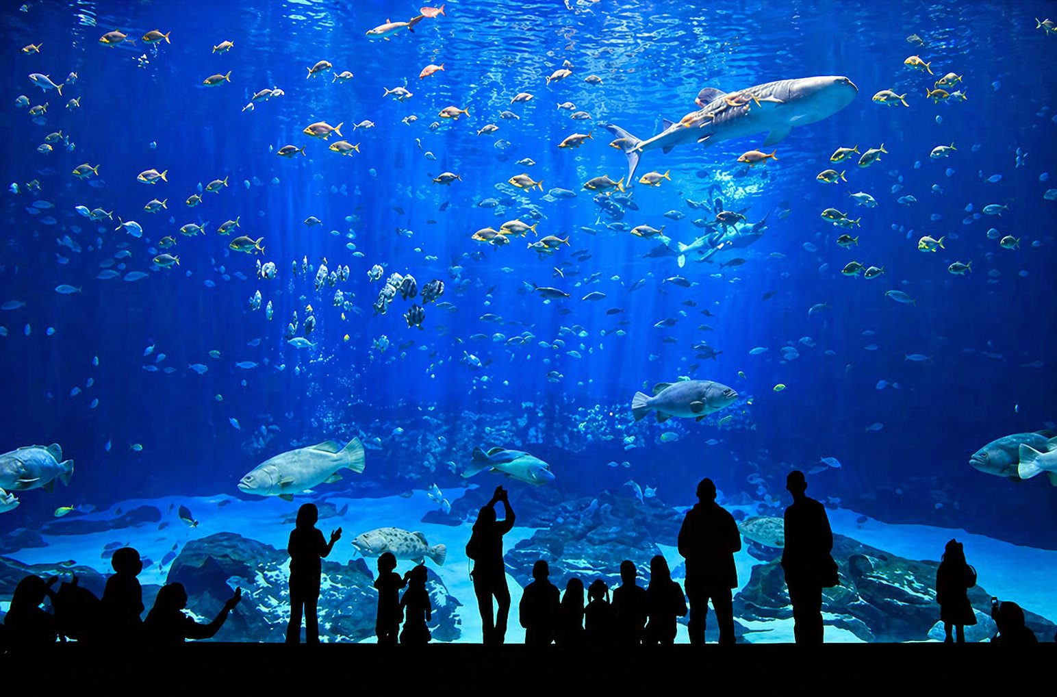 Việt Nam sắp có công viên thủy cung lớn nhất thế giới: Rộng hơn sân Mỹ Đình, sức chứa lên đến 450 triệu lít nước- Ảnh 1.