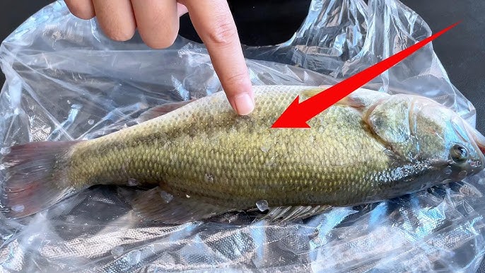 Mẹo đánh vảy cá: Không cần dao hay đồ bào, chỉ dùng 1 "phế liệu" nhỏ là đã sạch sẽ, không lo đứt tay, vảy cá không văng tung tóe- Ảnh 9.