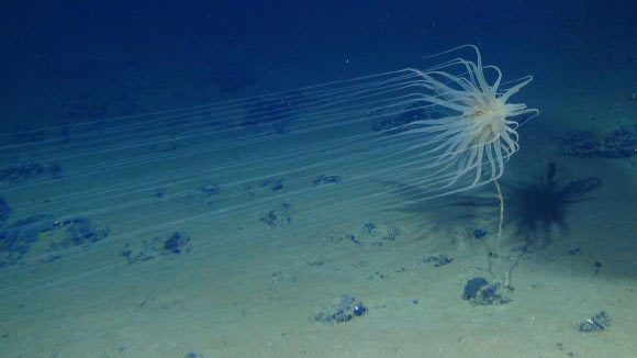 DNA “trứng vàng ngoài hành tinh” ở Thái Bình Dương hé lộ sự thật - Ảnh 3.