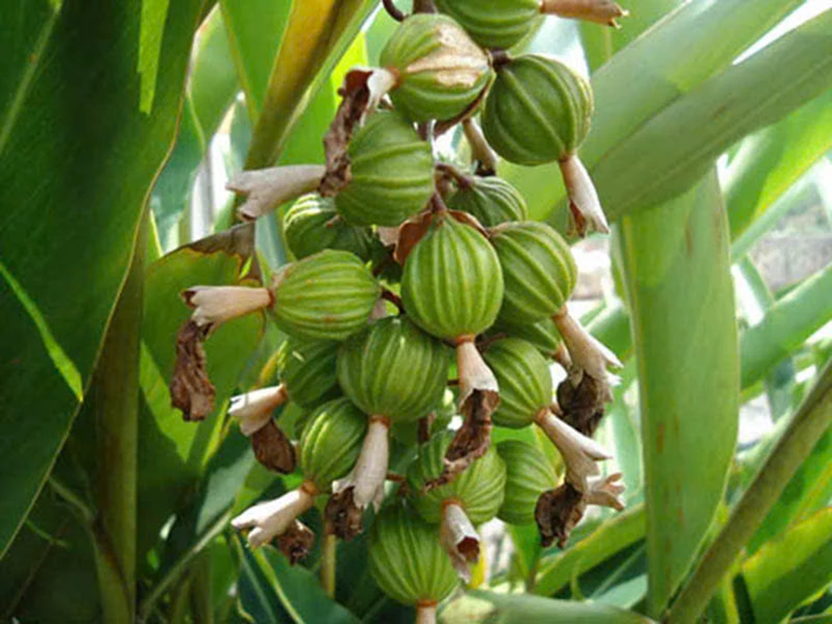 Loại hạt "đắt đỏ bậc nhất thế giới", chỉ hơn 10 nước trồng được, Việt Nam cũng có- Ảnh 4.