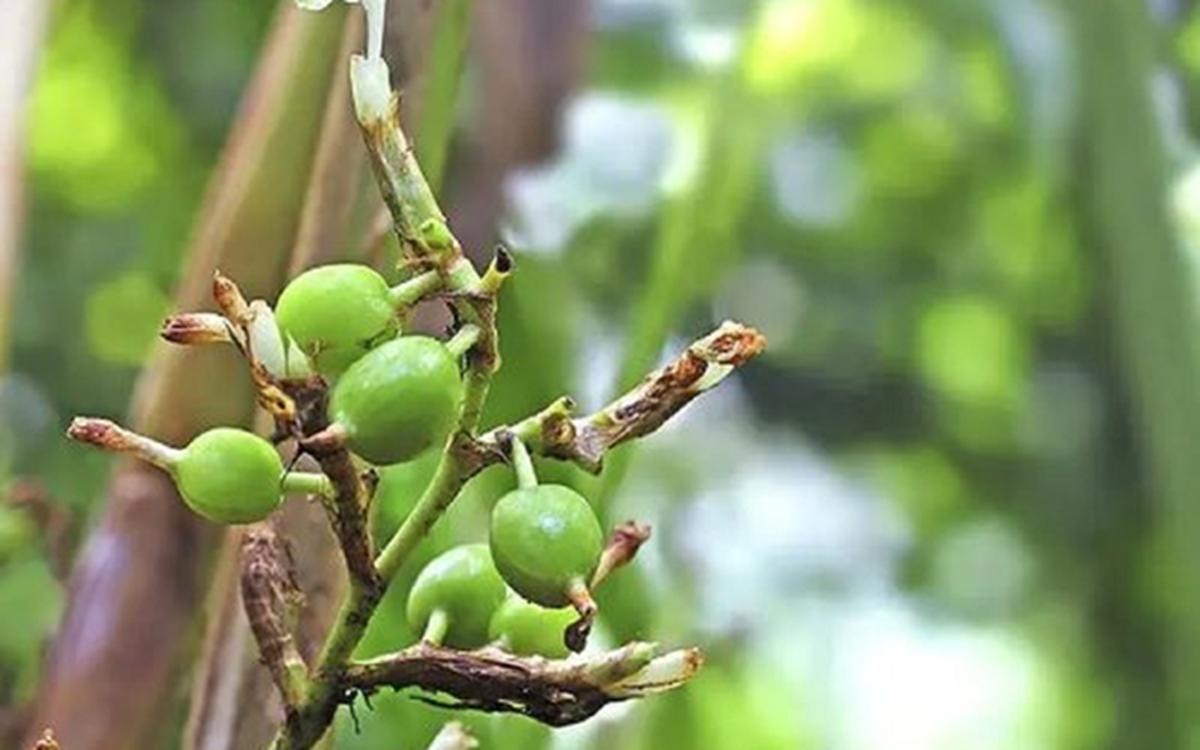 Loại hạt "đắt đỏ bậc nhất thế giới", chỉ hơn 10 nước trồng được, Việt Nam cũng có- Ảnh 3.