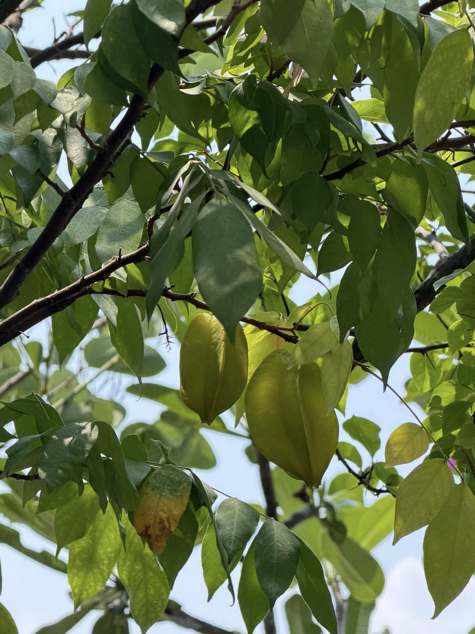 Khu vườn trên penthouse tầng 36, ngắm trọn Landmark 81: "Phú bà" thu đẫm trái ngọt hoa thơm- Ảnh 8.