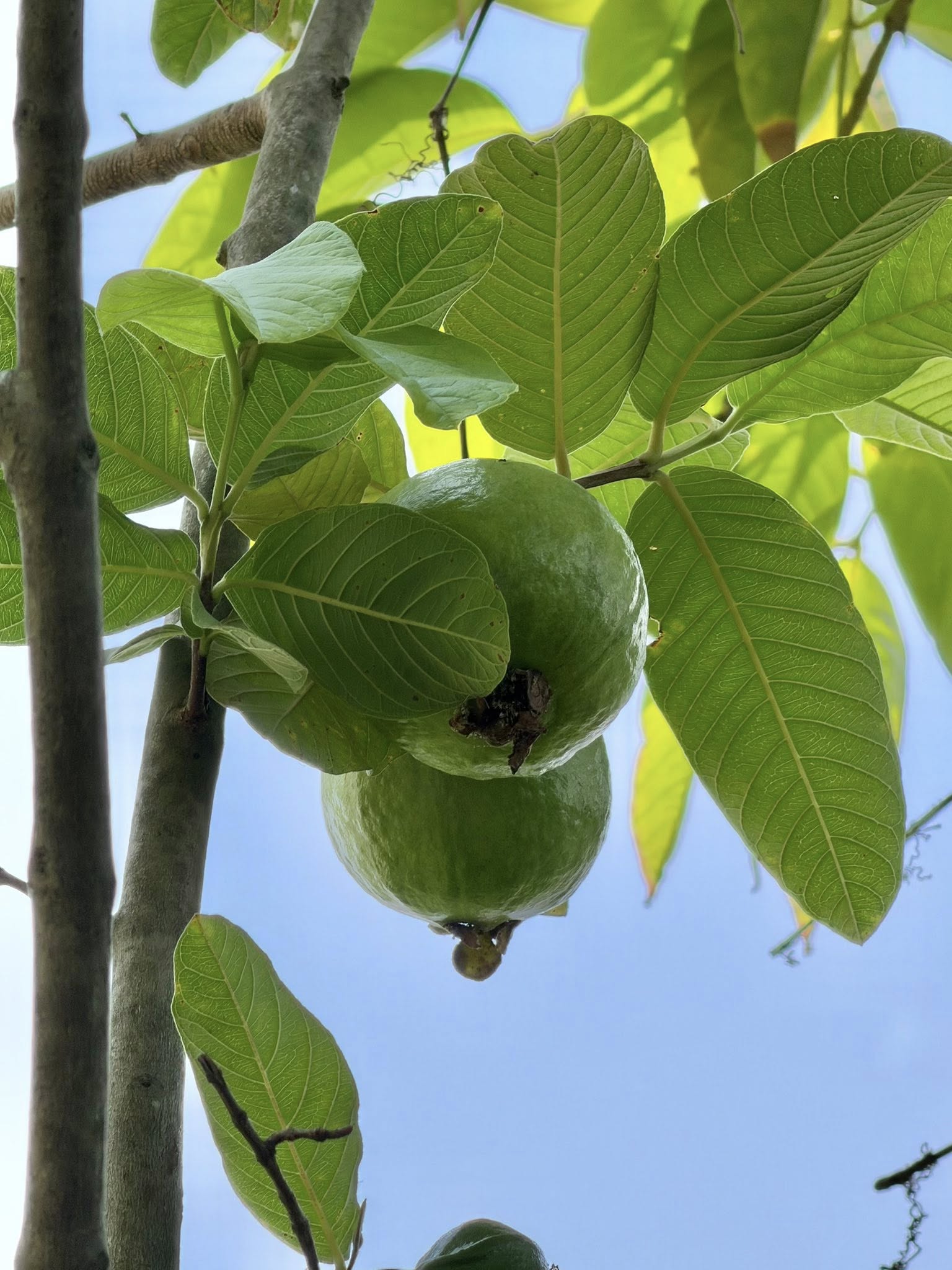 Khu vườn trên penthouse tầng 36, ngắm trọn Landmark 81: "Phú bà" thu đẫm trái ngọt hoa thơm- Ảnh 7.