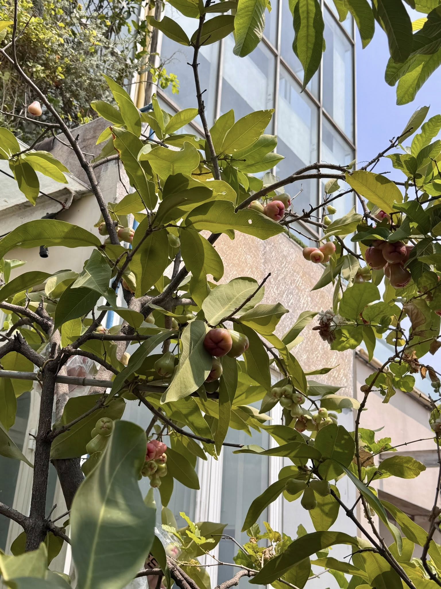 Khu vườn trên penthouse tầng 36, ngắm trọn Landmark 81: "Phú bà" thu đẫm trái ngọt hoa thơm- Ảnh 5.