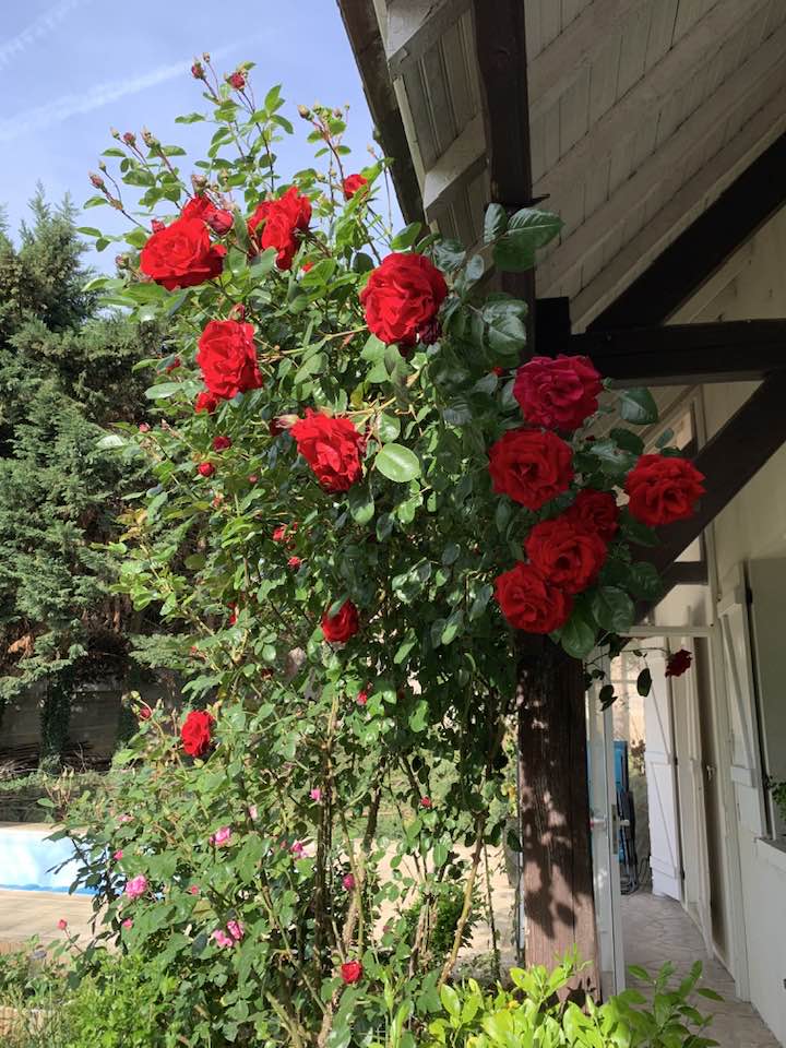 Nữ NSƯT biến mất khỏi showbiz Việt 20 năm giờ sống trong biệt thự 4.000m2, hoa ngập lối đẹp như cổ tích- Ảnh 8.