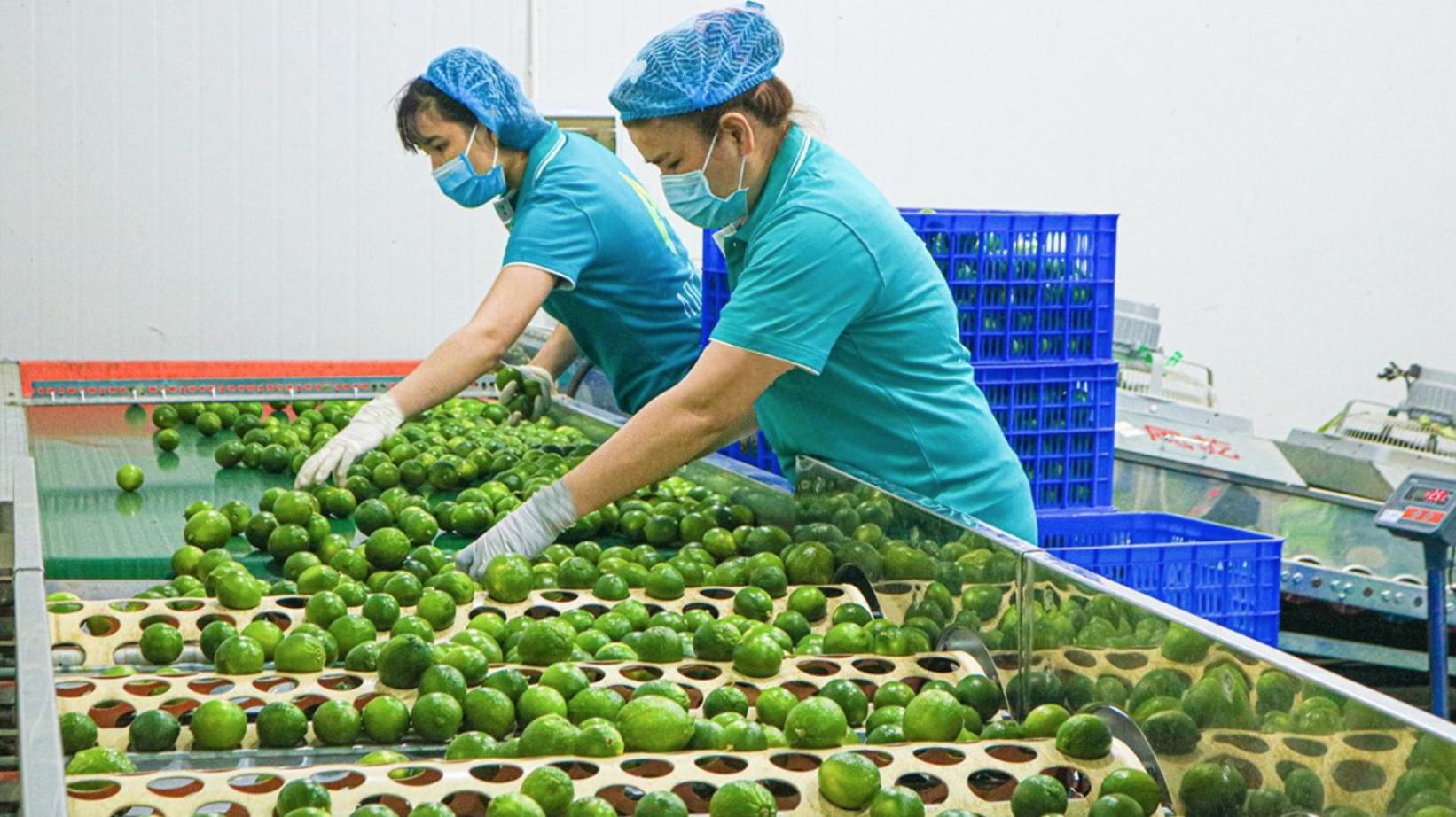 Khách Hàn 'sốc' với một loại quả bán đầy chợ Việt chỉ vì: "Ở Hàn là 200.000 đồng 1 cân" - Ảnh 5.