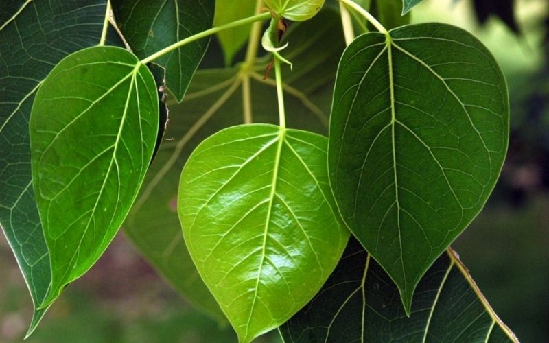 Đừng trồng trước nhà 4 loại cây này: Dễ 'tụ khí xấu', chặn tài lộc - Ảnh 1.