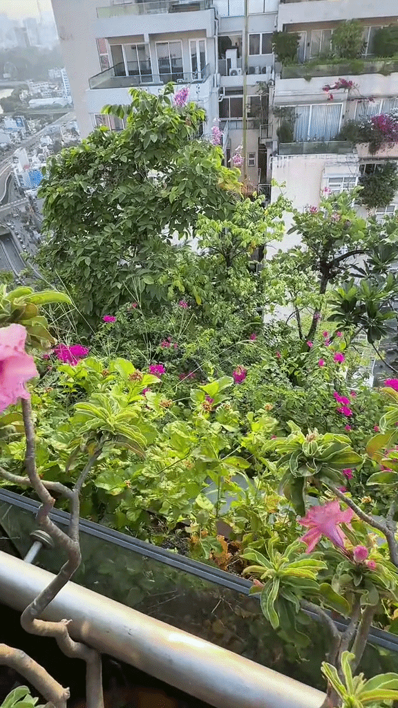 Khu vườn trên penthouse tầng 36, ngắm trọn Landmark 81: "Phú bà" thu đẫm trái ngọt hoa thơm- Ảnh 13.