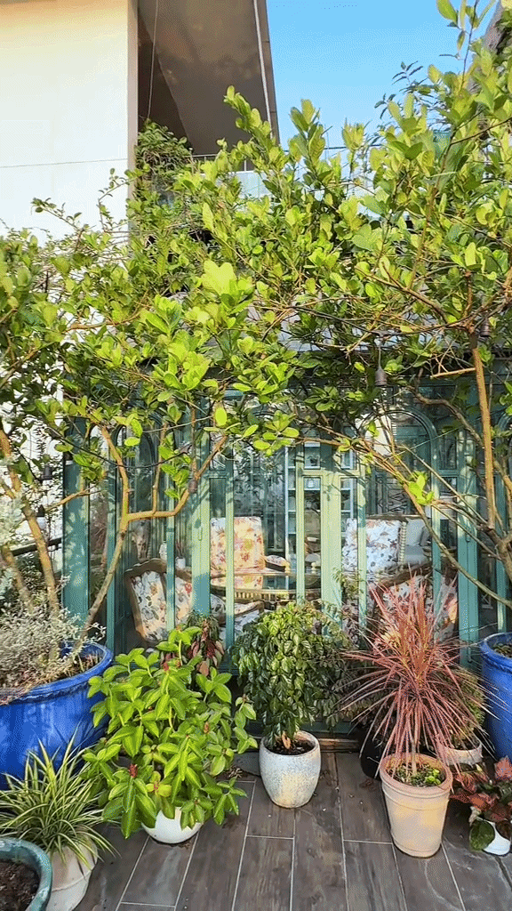 Khu vườn trên penthouse tầng 36, ngắm trọn Landmark 81: "Phú bà" thu đẫm trái ngọt hoa thơm- Ảnh 4.