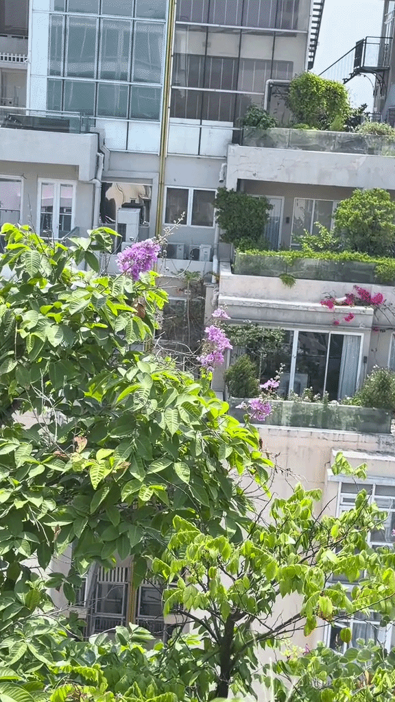 Khu vườn trên penthouse tầng 36, ngắm trọn Landmark 81: "Phú bà" thu đẫm trái ngọt hoa thơm- Ảnh 12.