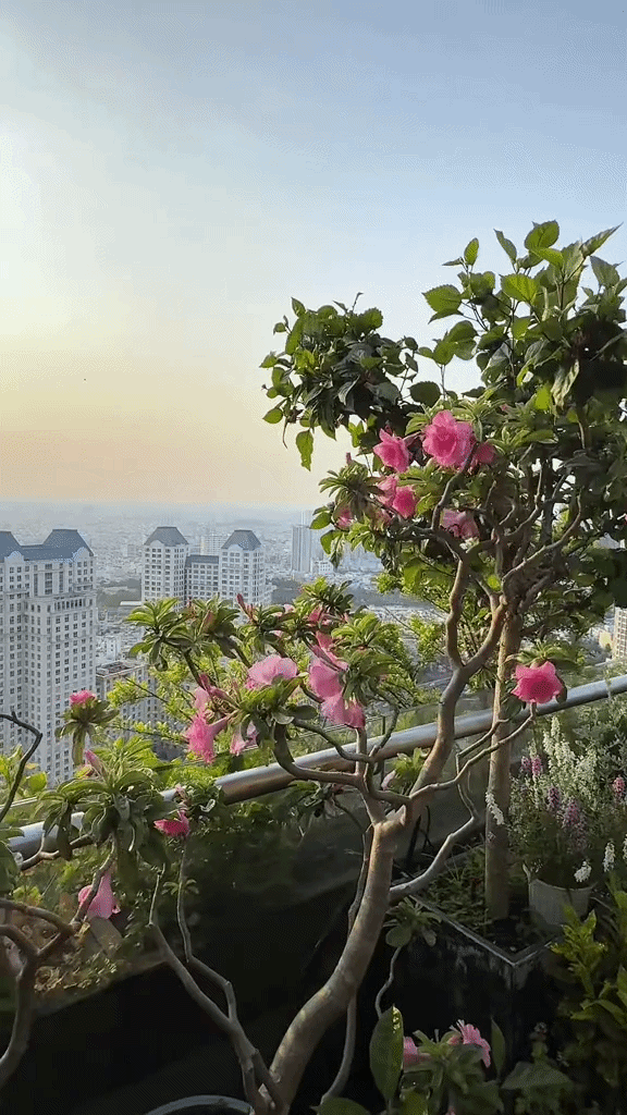 Khu vườn trên penthouse tầng 36, ngắm trọn Landmark 81: "Phú bà" thu đẫm trái ngọt hoa thơm- Ảnh 10.