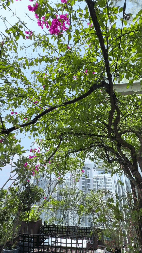 Khu vườn trên penthouse tầng 36, ngắm trọn Landmark 81: "Phú bà" thu đẫm trái ngọt hoa thơm- Ảnh 11.