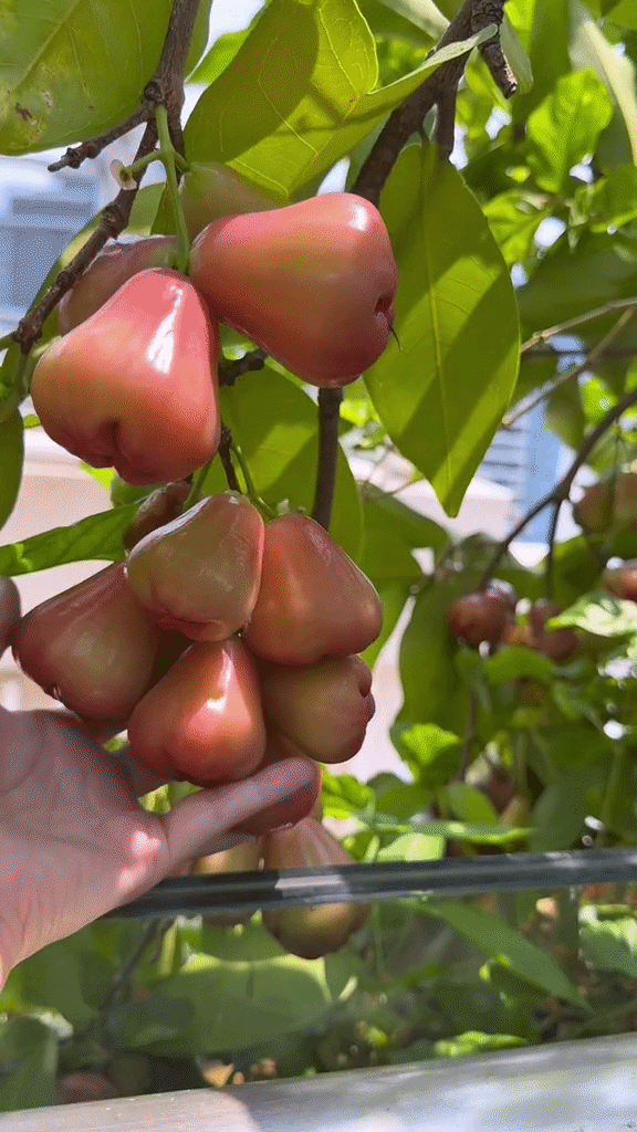 Khu vườn trên penthouse tầng 36, ngắm trọn Landmark 81: "Phú bà" thu đẫm trái ngọt hoa thơm- Ảnh 6.