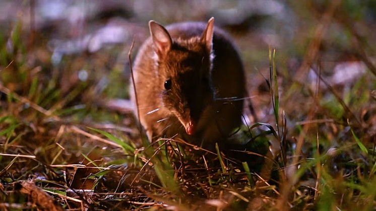 Loài vật từng bị tuyên bố tuyệt chủng bất ngờ "sống lại" sau 30 năm: Khoảng 100 cá thể đã trở về - Ảnh 1.