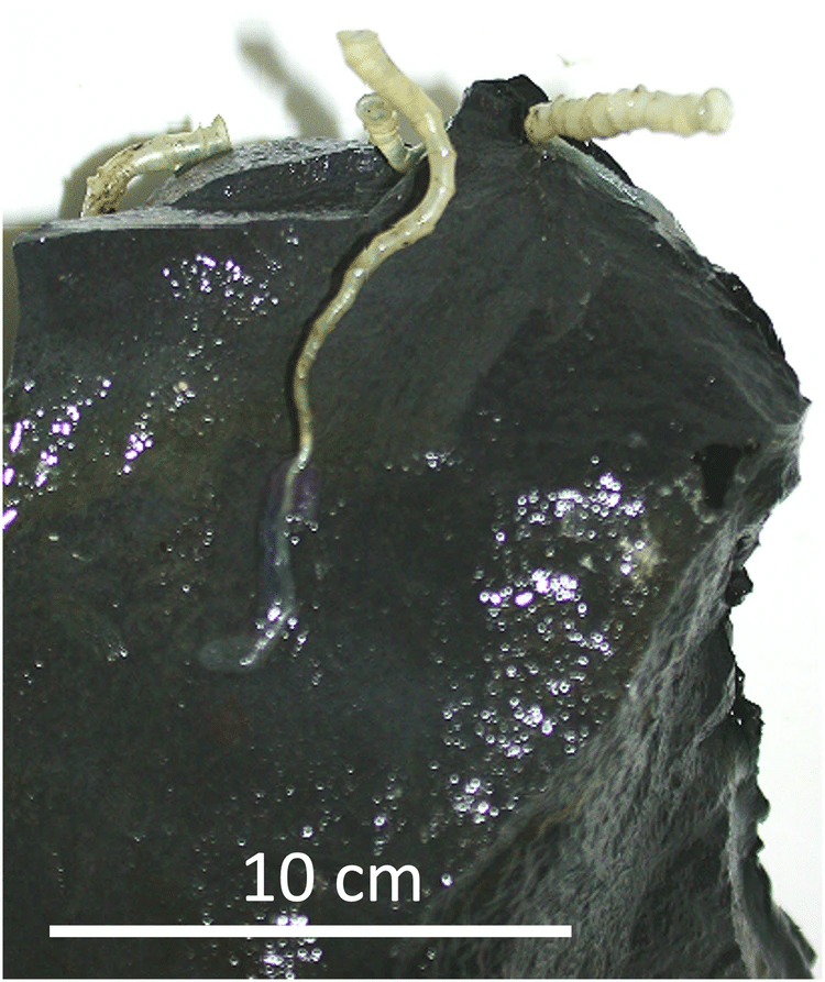 Nhấc một phiến đá lên từ độ sâu 2.515m, các nhà khoa học phát hiện một thế giới không nên tồn tại - Ảnh 2.