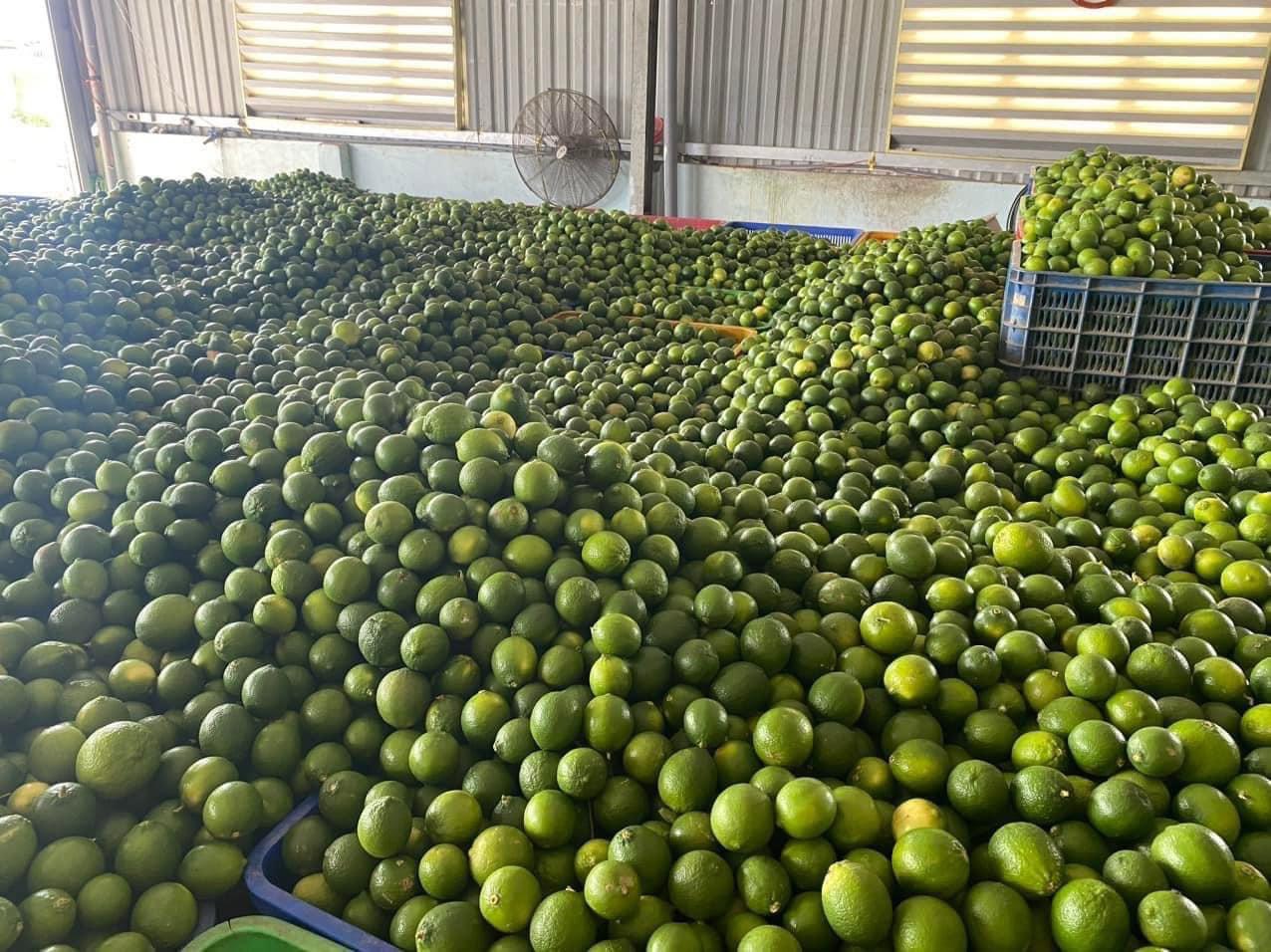 Khách Hàn 'sốc' với một loại quả bán đầy chợ Việt chỉ vì: "Ở Hàn là 200.000 đồng 1 cân" - Ảnh 1.