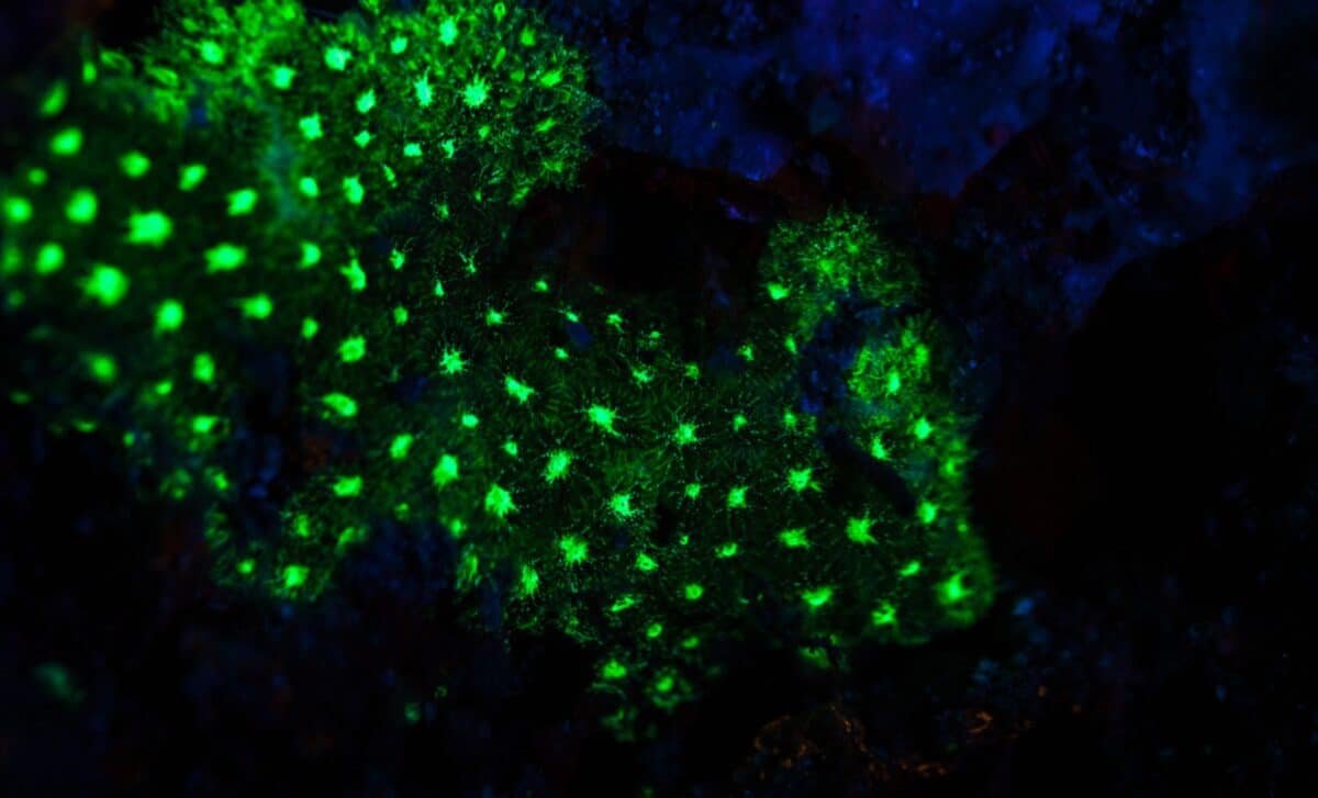 Sâu 385 mét trong một hang động ở đáy biển Nhật Bản, một chớp sáng xanh bí ẩn đã hé lộ điều "chưa từng biết trước đây"- Ảnh 1.