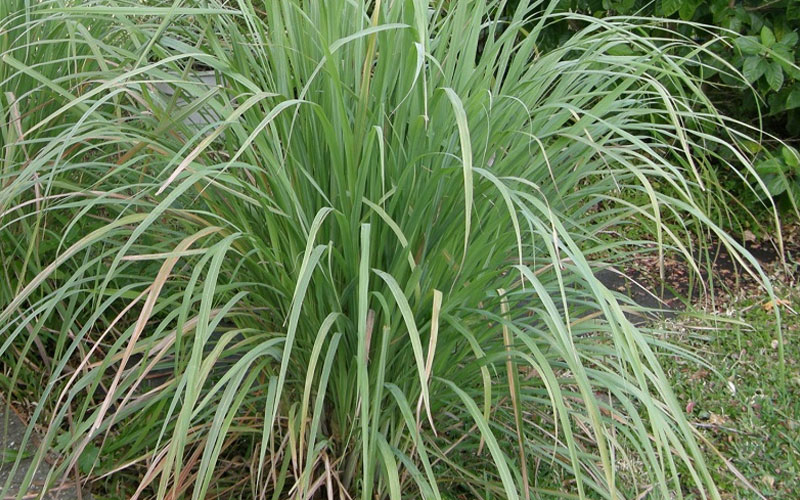 Lời khuyên đến những gia đình đang trồng sả- Ảnh 2.