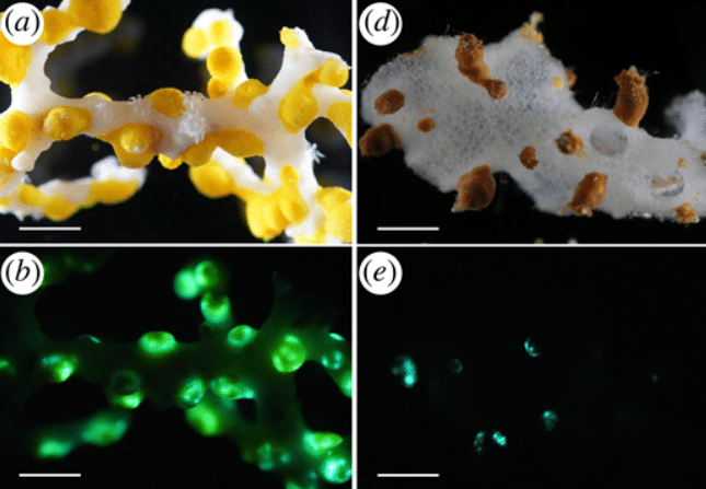 Sâu 385 mét trong một hang động ở đáy biển Nhật Bản, một chớp sáng xanh bí ẩn đã hé lộ điều "chưa từng biết trước đây"- Ảnh 2.