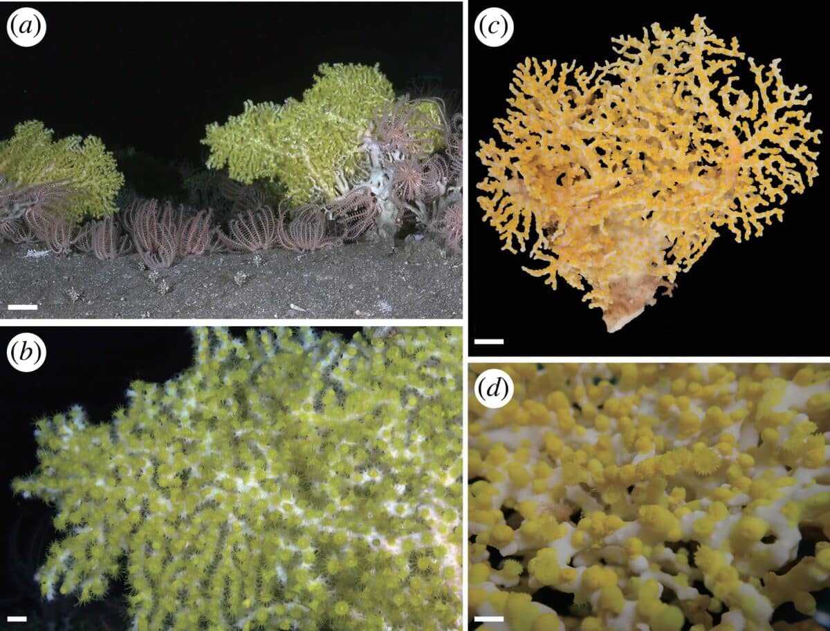 Sâu 385 mét trong một hang động ở đáy biển Nhật Bản, một chớp sáng xanh bí ẩn đã hé lộ điều "chưa từng biết trước đây"- Ảnh 3.