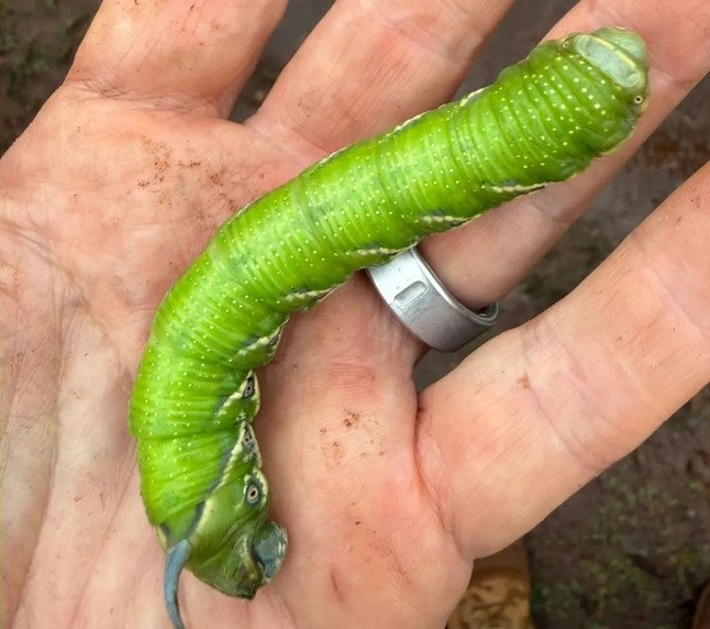 Người đàn ông đăng ảnh "con vật lạ" lên Facebook, chuyên gia tìm đến: Loài này đã 'sống lại' sau 17 năm - Ảnh 1.