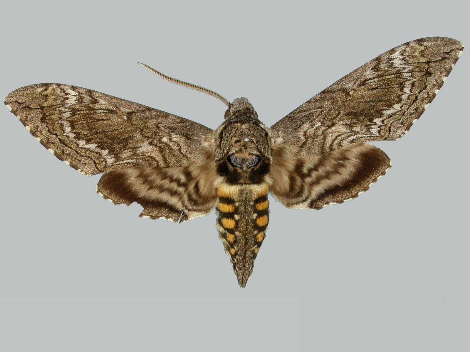 Người đàn ông đăng ảnh "con vật lạ" lên Facebook, chuyên gia tìm đến: Loài này đã 'sống lại' sau 17 năm - Ảnh 2.