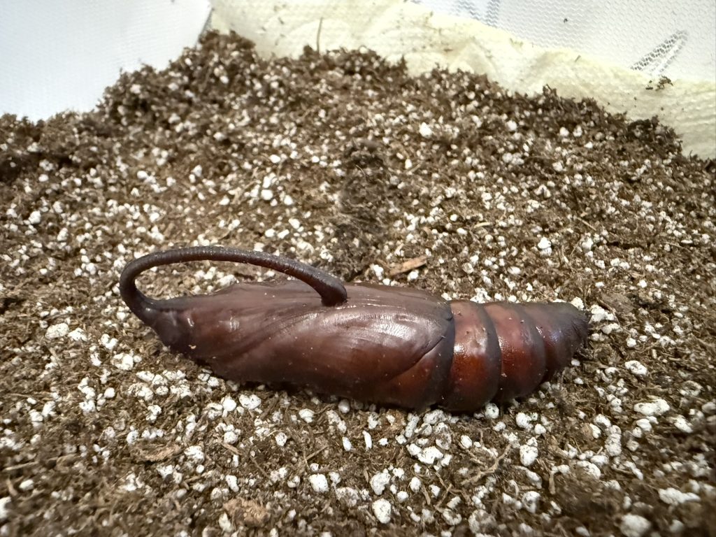 Người đàn ông đăng ảnh "con vật lạ" lên Facebook, chuyên gia tìm đến: Loài này đã 'sống lại' sau 17 năm - Ảnh 3.