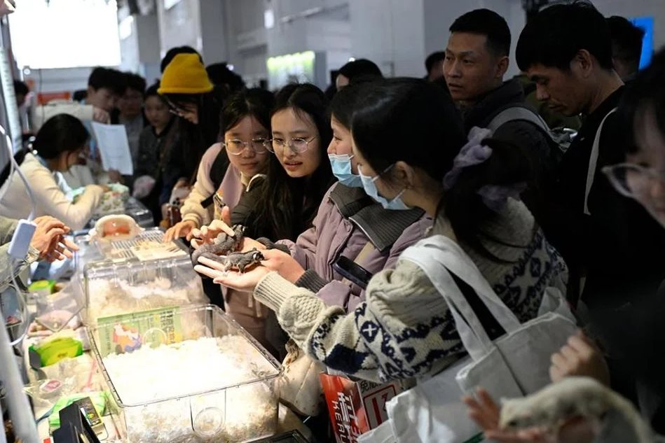 AI dịch tiếng mèo, robot trông thú cưng: Xu thế phát triển công nghệ vật nuôi bùng nổ trong kỷ nguyên AI và tỷ lệ sinh giảm- Ảnh 3.