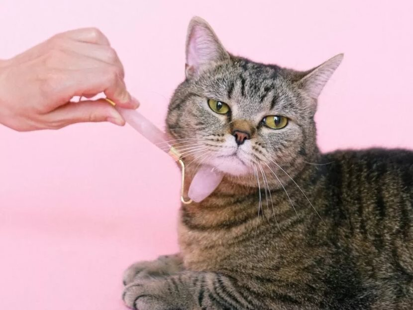 AI dịch tiếng mèo, robot trông thú cưng: Xu thế phát triển công nghệ vật nuôi bùng nổ trong kỷ nguyên AI và tỷ lệ sinh giảm- Ảnh 1.