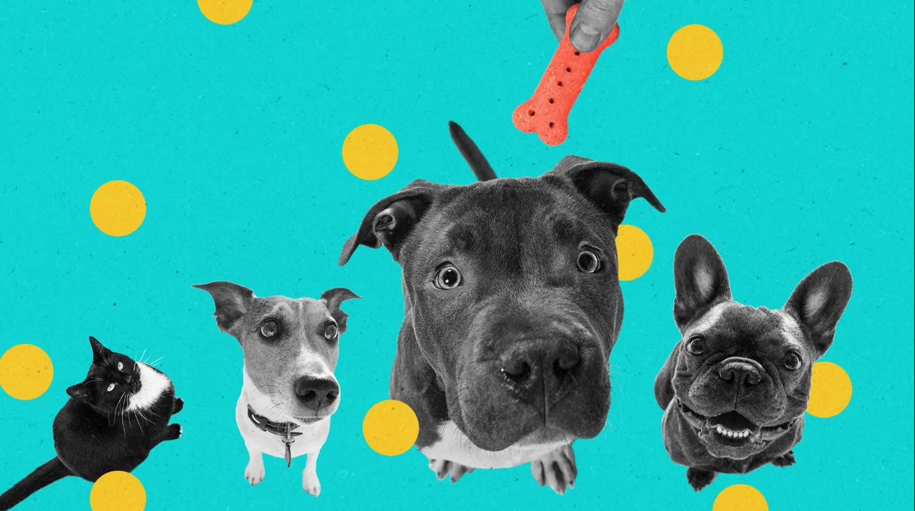 AI dịch tiếng mèo, robot trông thú cưng: Xu thế phát triển công nghệ vật nuôi bùng nổ trong kỷ nguyên AI và tỷ lệ sinh giảm- Ảnh 2.