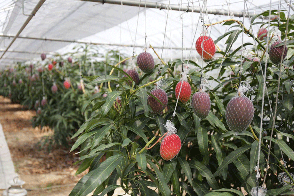 Loại quả được gọi là 'trứng của mặt trời' vừa được trồng thành công tại Việt Nam - có gì đặc biệt mà giá có thể lên tới 3.000 USD/cặp? - Ảnh 2.