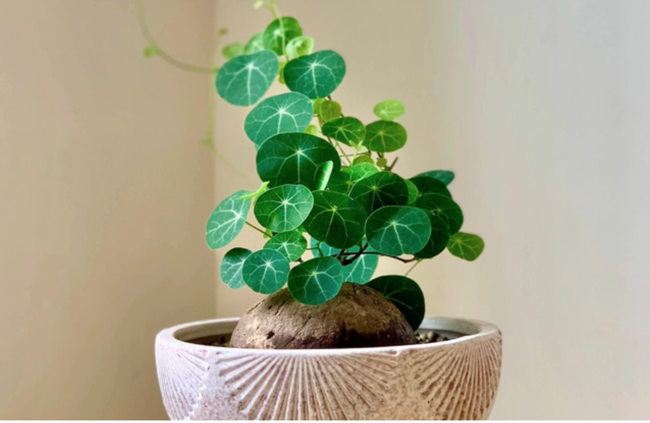 4 loại cây nên có trong nhà- Ảnh 1.