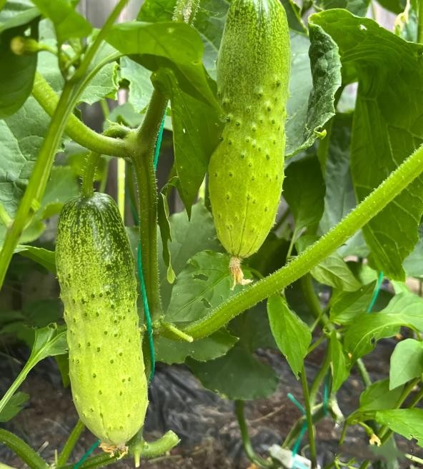 Đừng tùy tiện chọn bất kỳ quả dưa chuột nào! Tránh 4 lỗi này thì ngay cả những người bán rau cũng phải gọi bạn là chuyên gia - Ảnh 4.