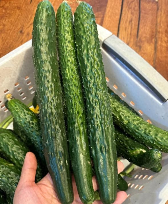 Đừng tùy tiện chọn bất kỳ quả dưa chuột nào! Tránh 4 lỗi này thì ngay cả những người bán rau cũng phải gọi bạn là chuyên gia - Ảnh 3.