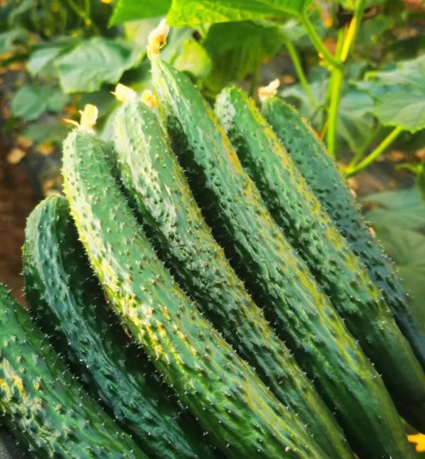 Đừng tùy tiện chọn bất kỳ quả dưa chuột nào! Tránh 4 lỗi này thì ngay cả những người bán rau cũng phải gọi bạn là chuyên gia - Ảnh 1.