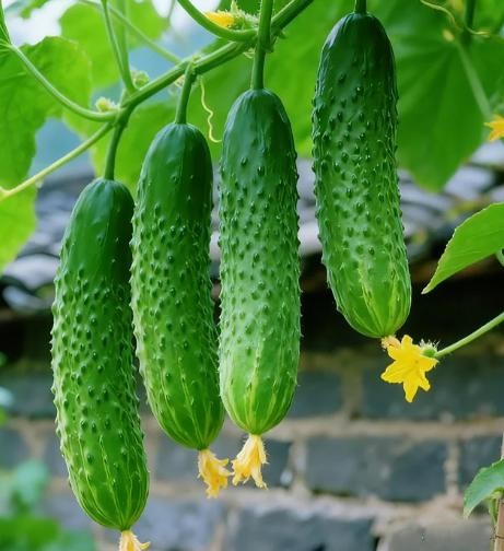 Đừng tùy tiện chọn bất kỳ quả dưa chuột nào! Tránh 4 lỗi này thì ngay cả những người bán rau cũng phải gọi bạn là chuyên gia - Ảnh 7.