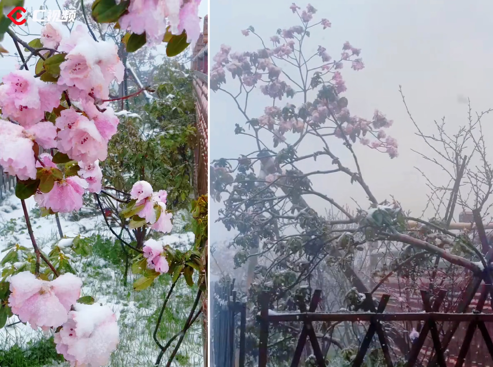 Thời tiết cực đoan hiếm thấy ở Trung Quốc: Sắp vào hè, tuyết bất ngờ rơi dày nhiều nơi- Ảnh 5.