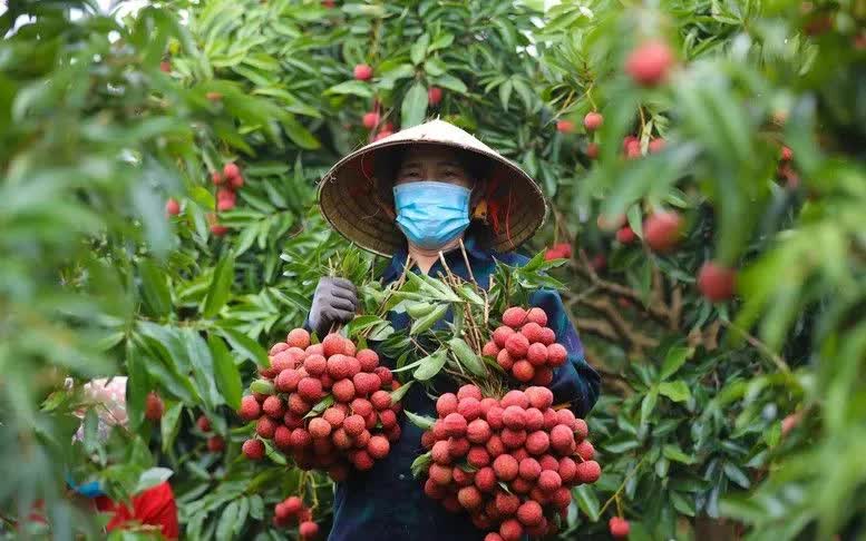 Giá vải thiều tăng gấp ba ngay đầu vụ - Ảnh 1.