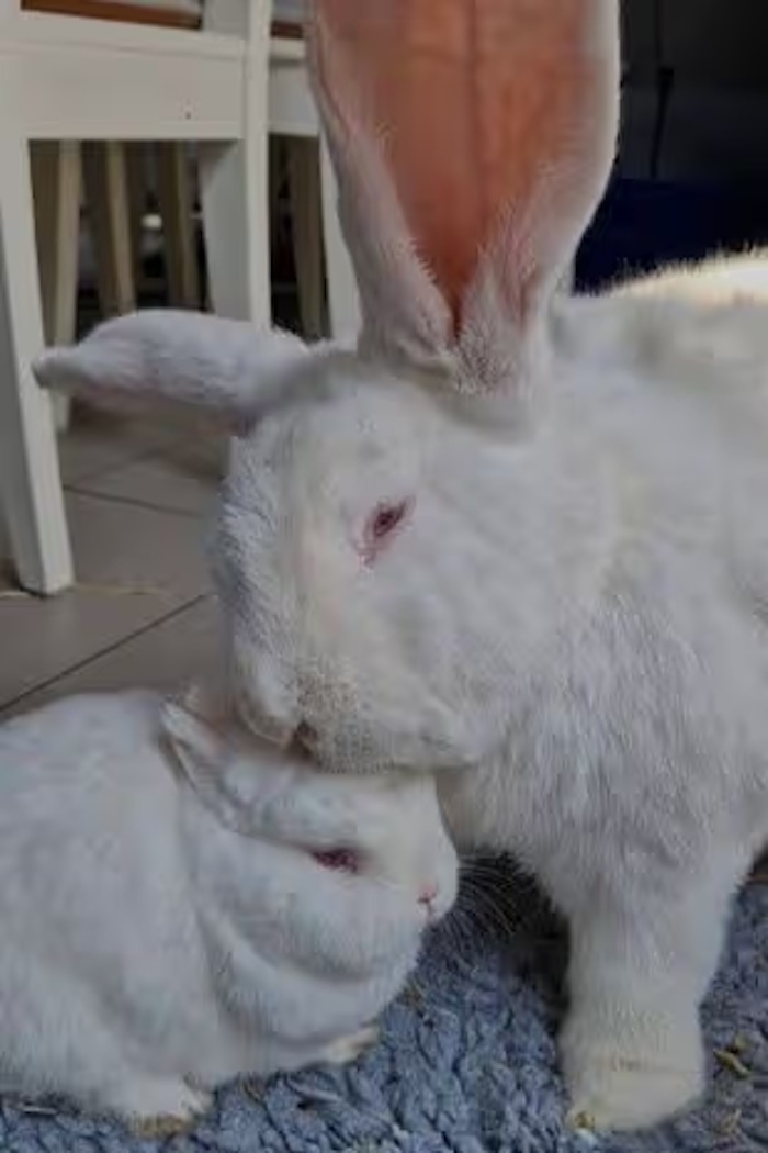 Chú thỏ khổng lồ nặng gần 10kg sống như ông hoàng trong phòng ngủ riêng- Ảnh 3.