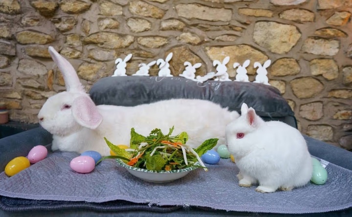 Chú thỏ khổng lồ nặng gần 10kg sống như ông hoàng trong phòng ngủ riêng- Ảnh 2.