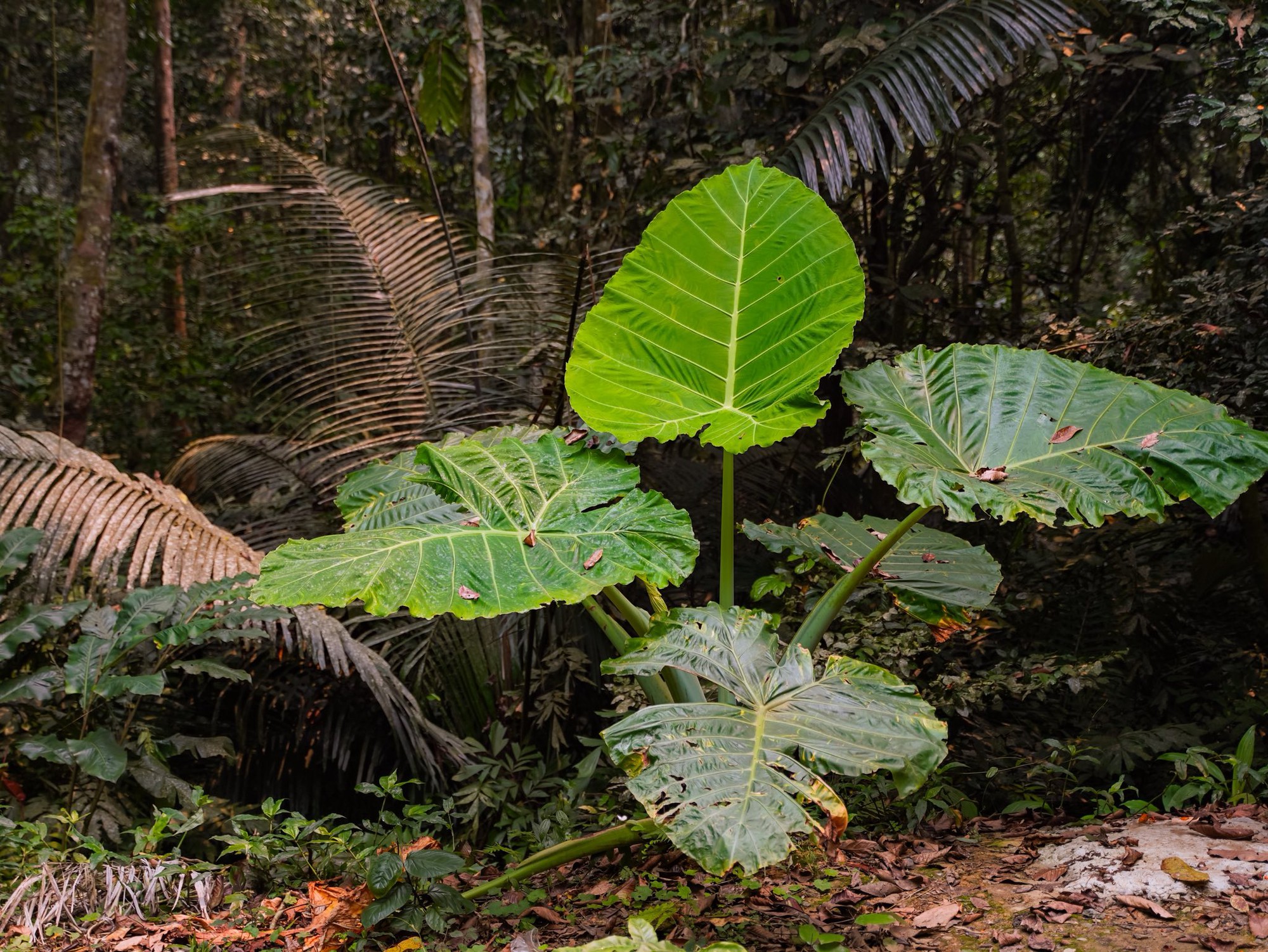 Lạc vào "thế giới Ghibli" giữa đời thực: Mùa bướm Cúc Phương rực rỡ nhất năm đã gọi tên, trốn phố về rừng ngay thôi!- Ảnh 11.