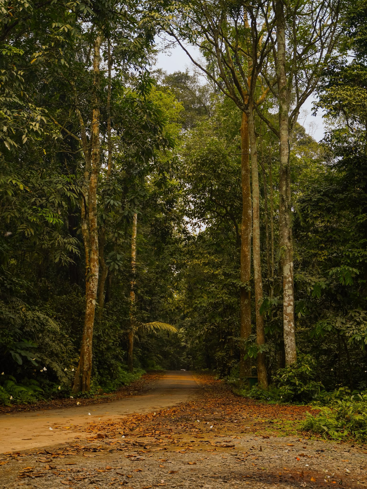 Lạc vào "thế giới Ghibli" giữa đời thực: Mùa bướm Cúc Phương rực rỡ nhất năm đã gọi tên, trốn phố về rừng ngay thôi!- Ảnh 13.