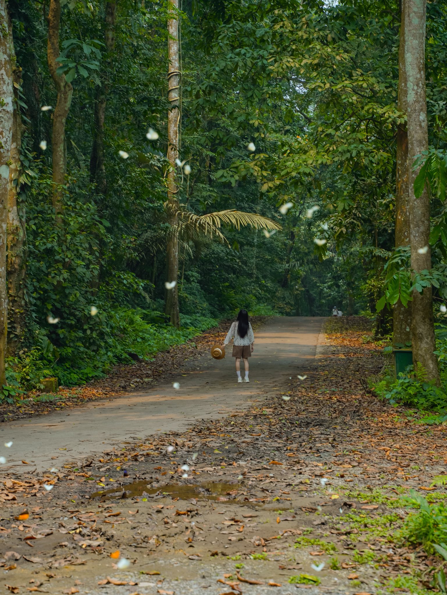 Lạc vào "thế giới Ghibli" giữa đời thực: Mùa bướm Cúc Phương rực rỡ nhất năm đã gọi tên, trốn phố về rừng ngay thôi!- Ảnh 2.