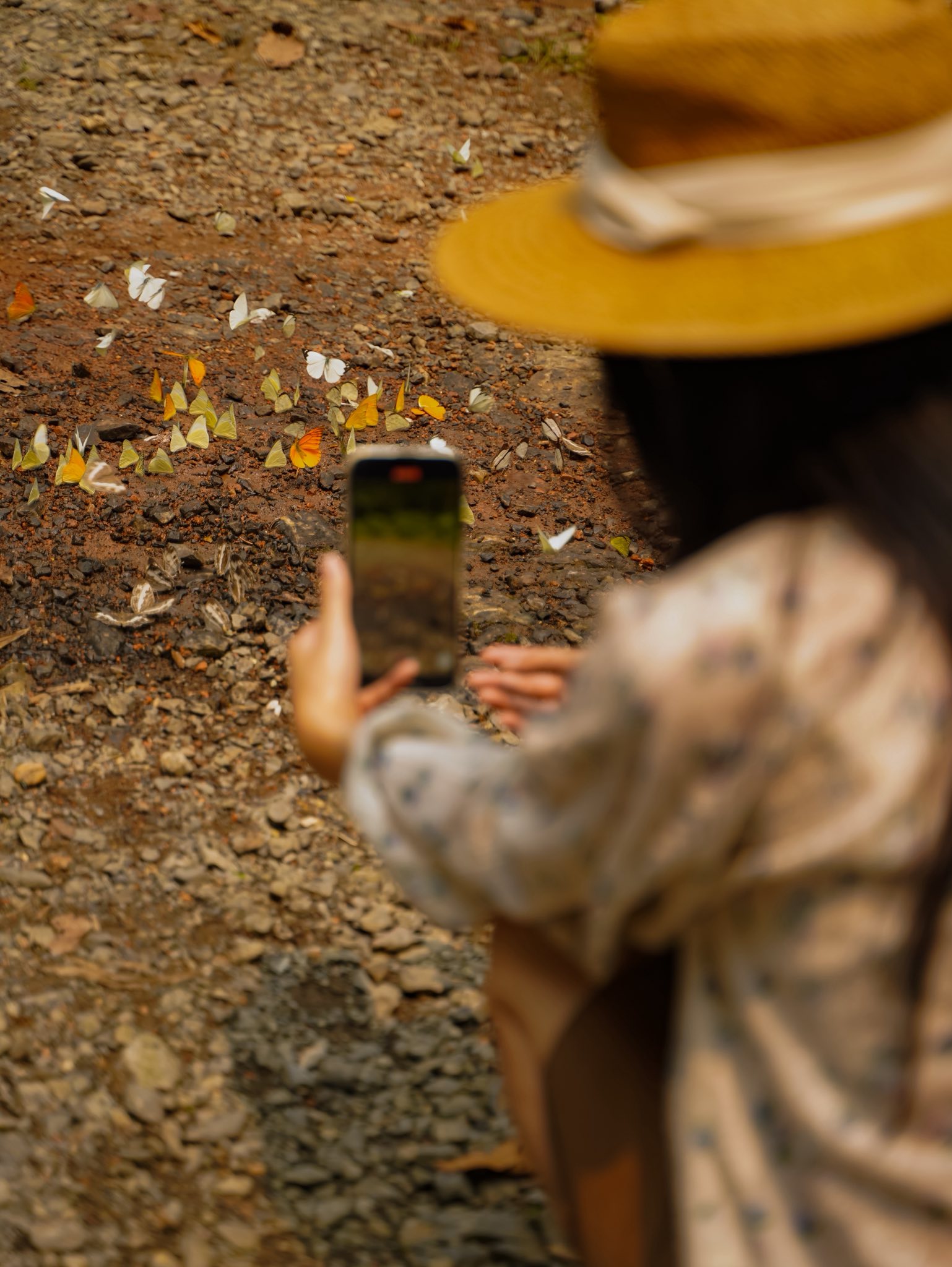 Lạc vào "thế giới Ghibli" giữa đời thực: Mùa bướm Cúc Phương rực rỡ nhất năm đã gọi tên, trốn phố về rừng ngay thôi!- Ảnh 6.