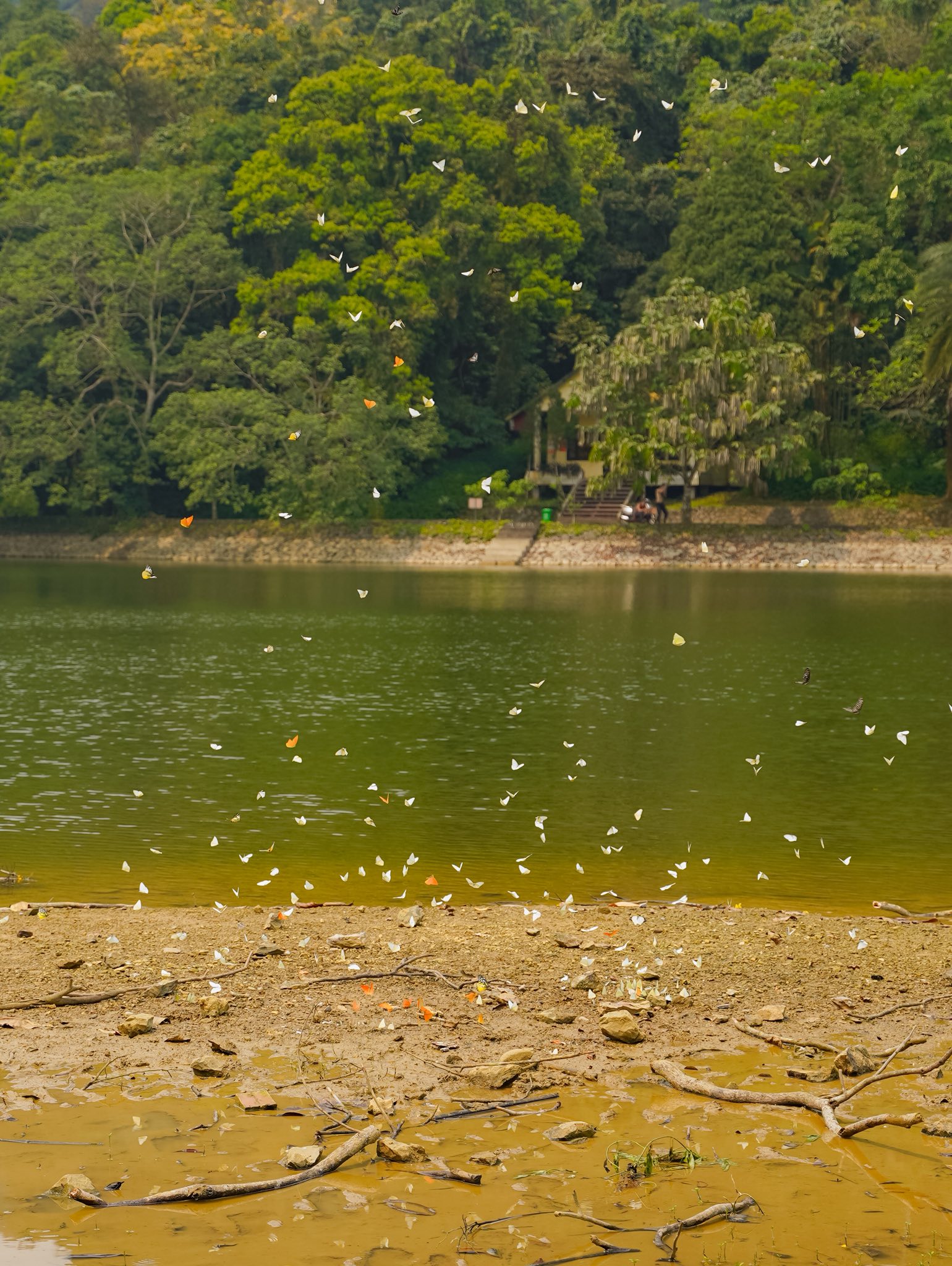 Lạc vào "thế giới Ghibli" giữa đời thực: Mùa bướm Cúc Phương rực rỡ nhất năm đã gọi tên, trốn phố về rừng ngay thôi!- Ảnh 7.