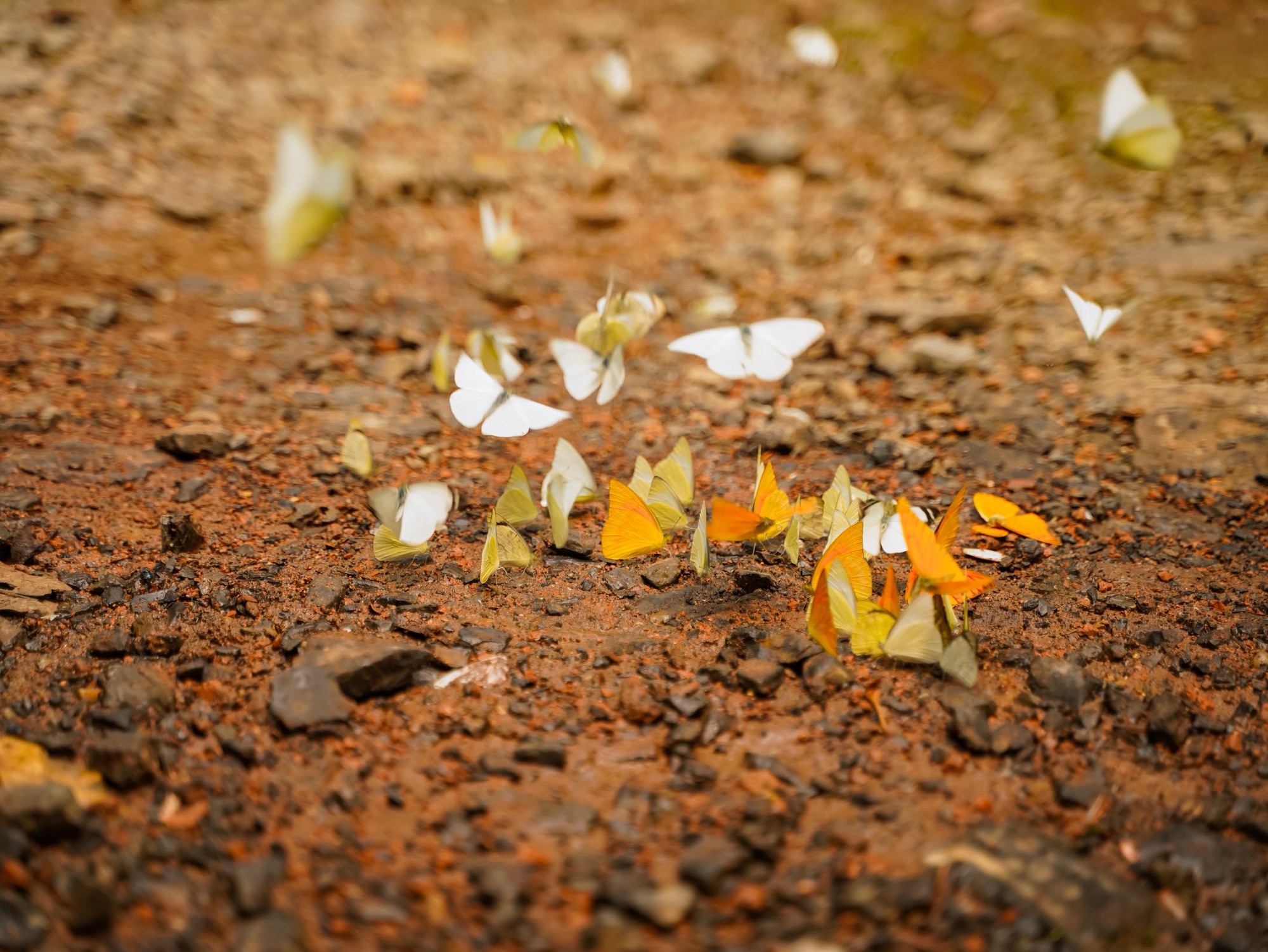 Lạc vào "thế giới Ghibli" giữa đời thực: Mùa bướm Cúc Phương rực rỡ nhất năm đã gọi tên, trốn phố về rừng ngay thôi!- Ảnh 4.