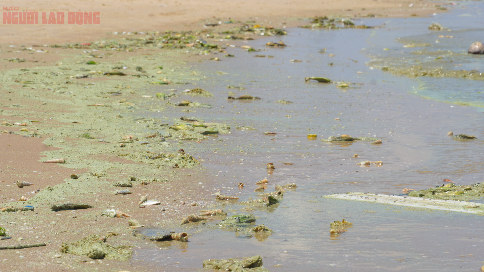Biển Bãi Sau Vũng Tàu chuyển màu xanh như matcha , du khách lo ngại điều gì? - Ảnh 1. Biển Bãi Sau Vũng Tàu chuyển màu xanh như matcha , du khách lo ngại điều gì? - Ảnh 1.